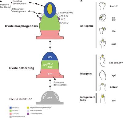 Does integument arise de novo or from pre-existing structures? ── Insights from the key regulatory genes controlling integument development